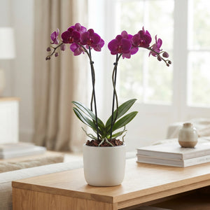 Purple Phalaenopsis Orchid – 2 Stem, 12cm Pot