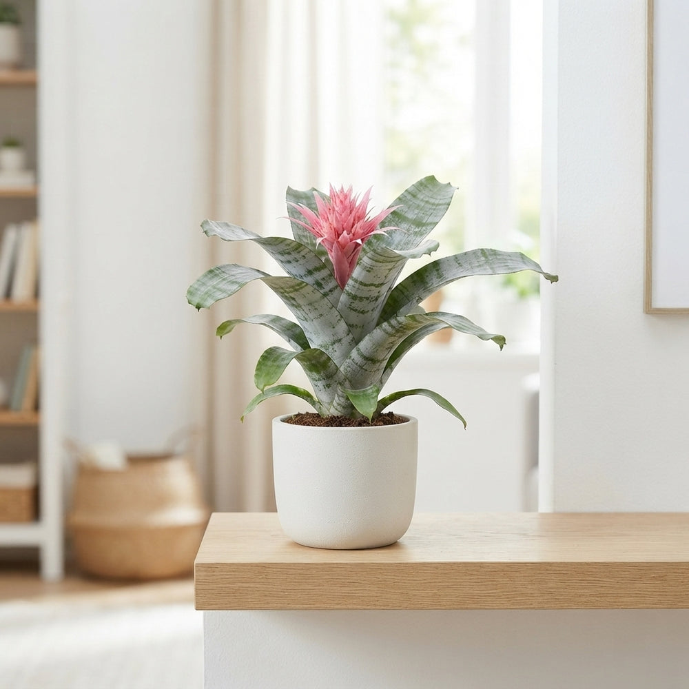 Pink Aechmea Fasciata Bromeliad – 12cm Pot
