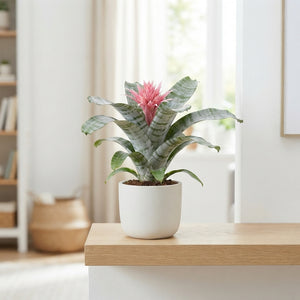 Pink Aechmea Fasciata Bromeliad – 12cm Pot