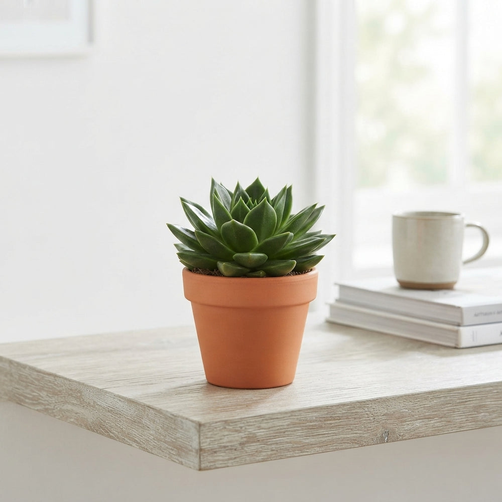 Echeveria 'Miranda Rainbow' – 10.5cm Pot