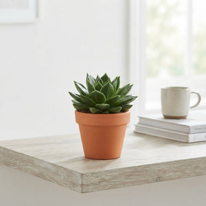 Echeveria 'Miranda Rainbow' – 10.5cm Pot