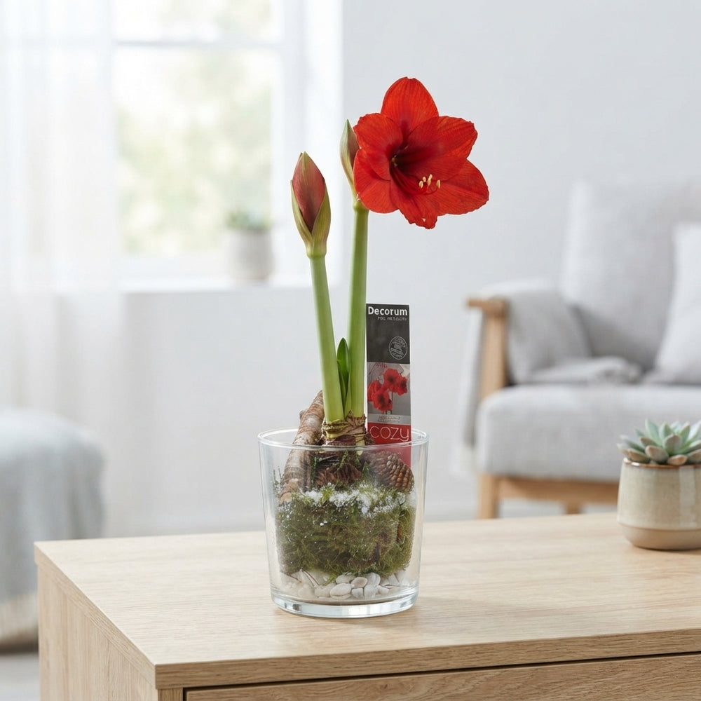 Red Amaryllis (Hippeastrum) – 12cm Glass Pot