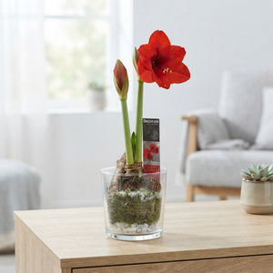 Red Amaryllis (Hippeastrum) – 12cm Glass Pot