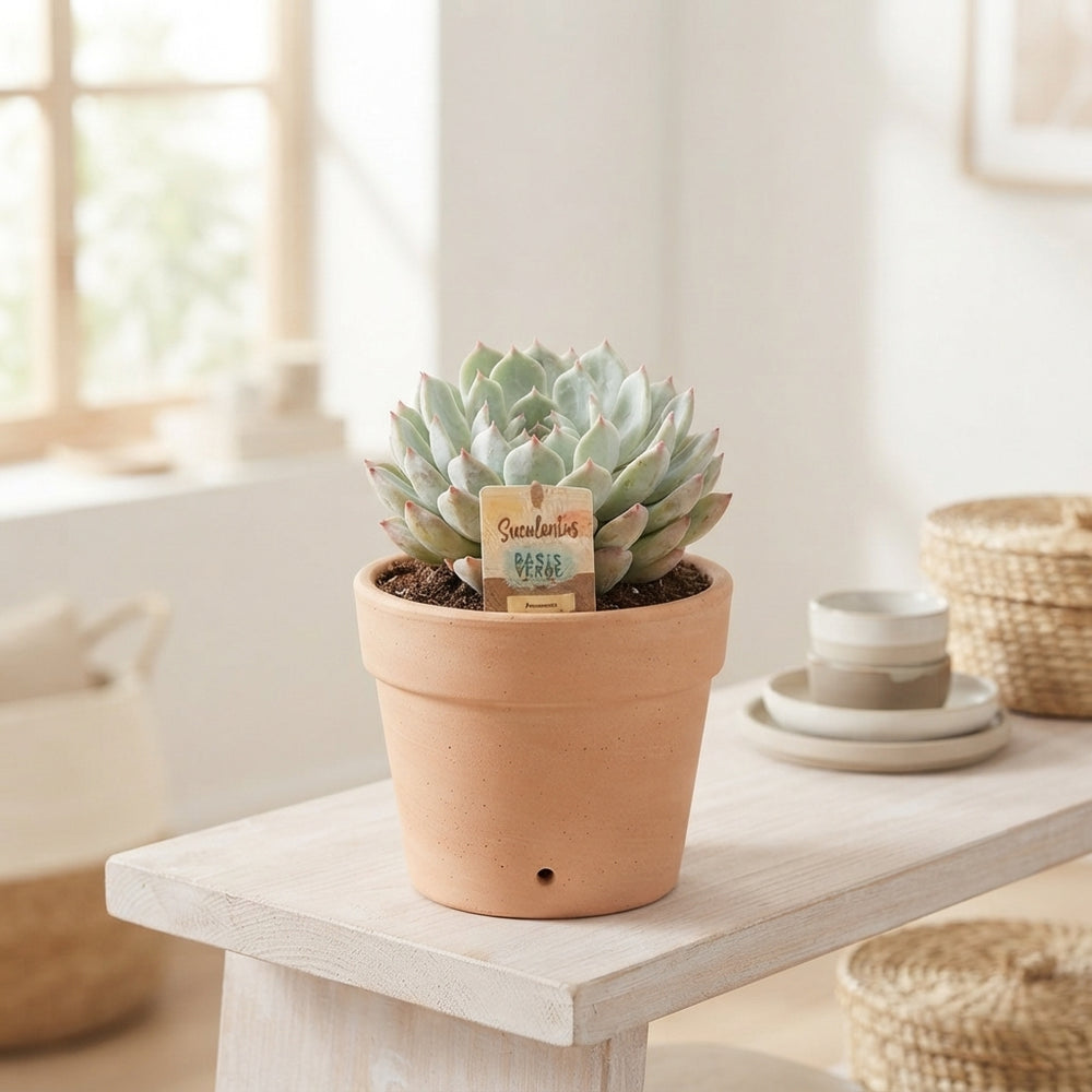 Echeveria Chihuahuaensis Succulent – 14cm Pot