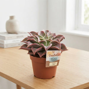 Echeveria ‘Madiba’ Succulent – 14cm Pot