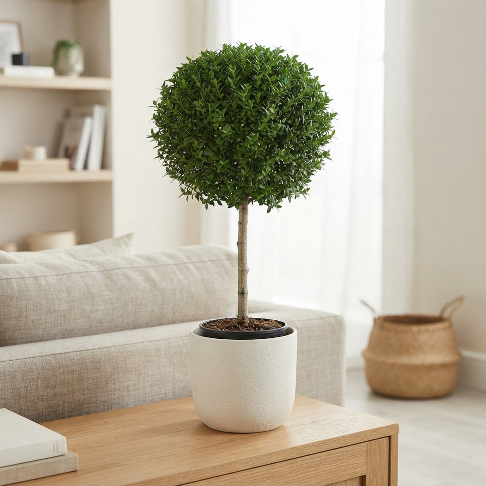 Myrtle Standard Plant (Myrtus communis) – 17cm Pot