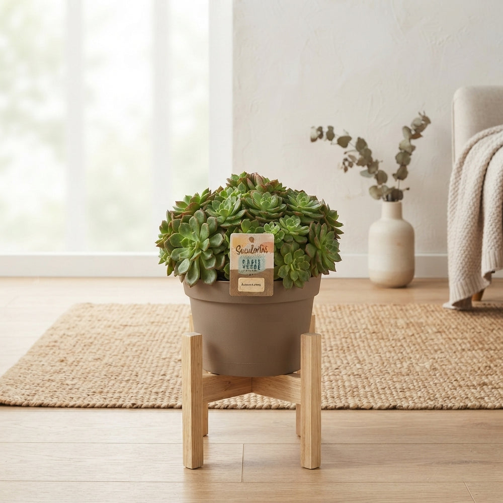 Echeveria affinis Succulent – 14cm Pot