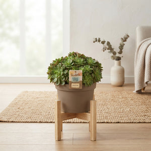Echeveria affinis Succulent – 14cm Pot