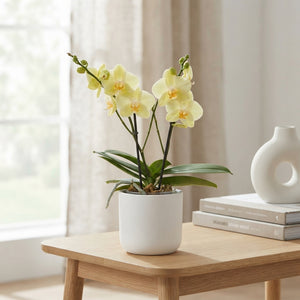 Yellow Phalaenopsis Orchid – 12cm Pot, 40cm Tall