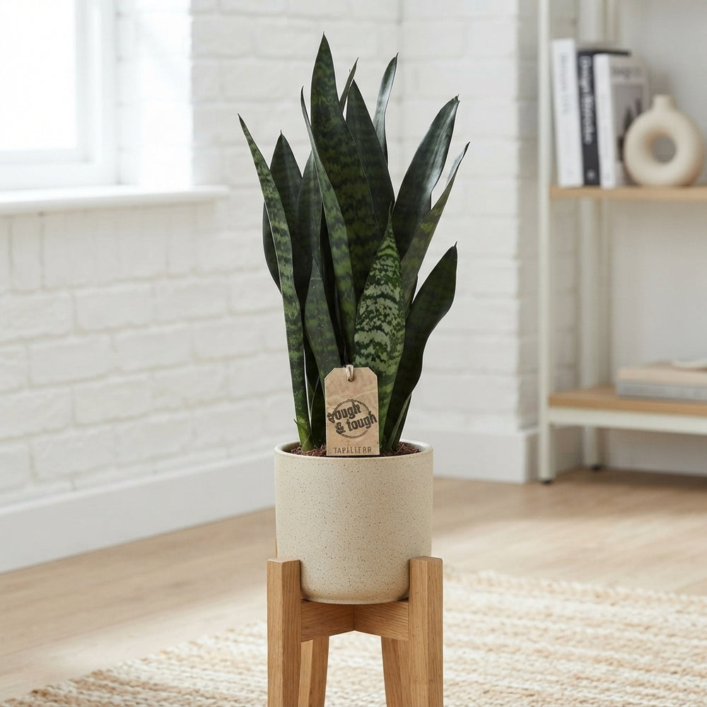 Black Coral Snake Plant (Sansevieria trifasciata) – 17cm Pot