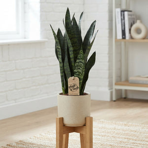 Black Coral Snake Plant (Sansevieria trifasciata) – 17cm Pot