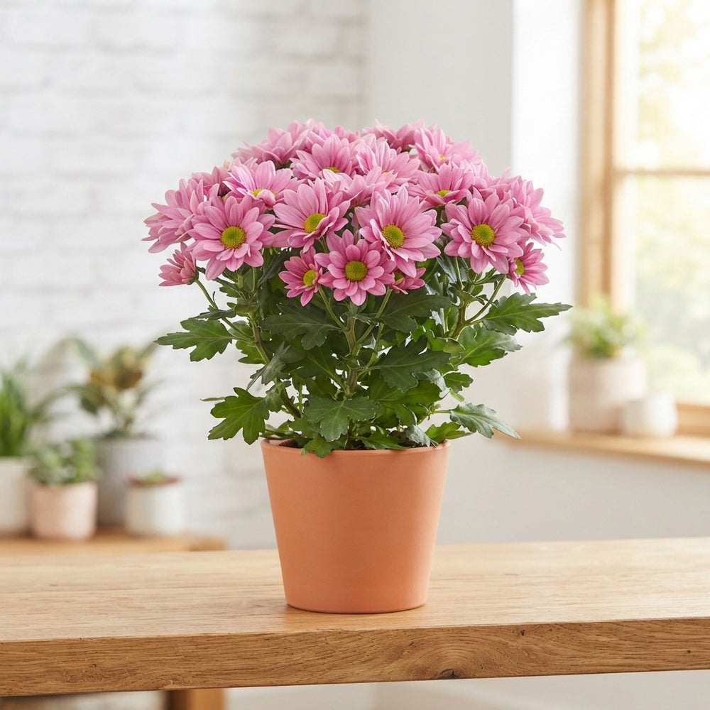 Pink Chrysanthemum (Chrysanthemum indicum) – 12cm Pot