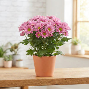 Pink Chrysanthemum (Chrysanthemum indicum) – 12cm Pot