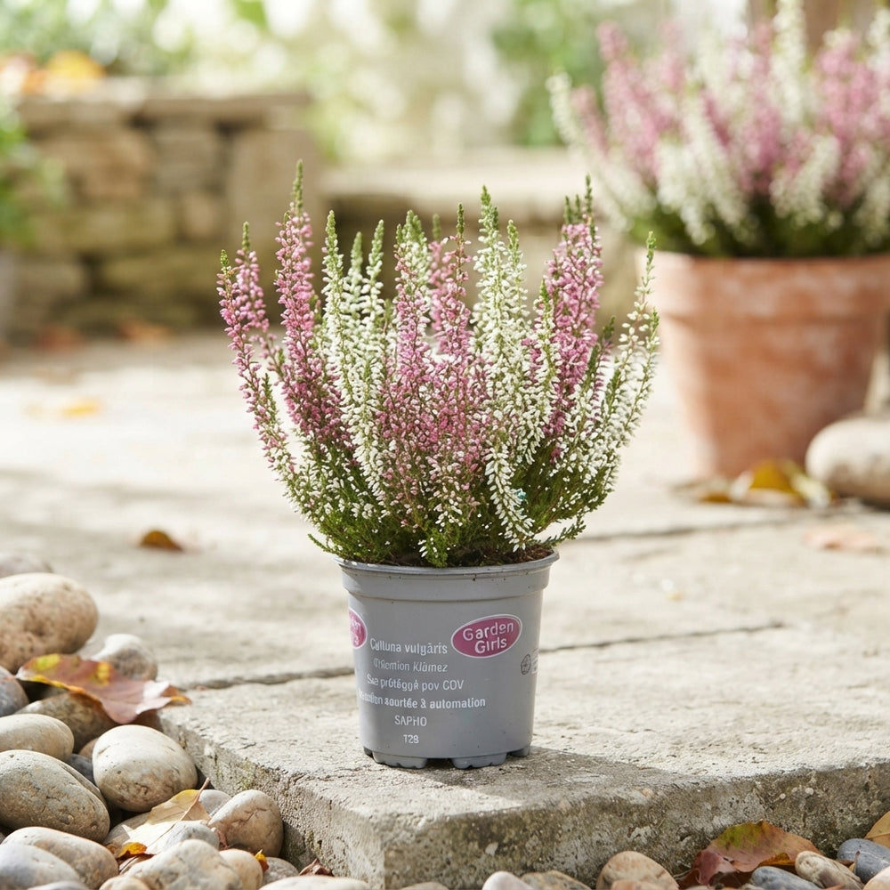 Calluna vulgaris ‘Twin Girls’ Heather – 10cm Pot