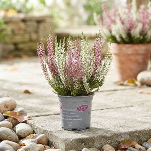 Calluna vulgaris ‘Twin Girls’ Heather – 10cm Pot