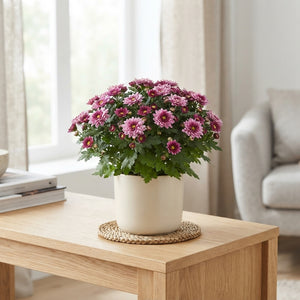 Pink Chrysanthemum ‘Sosi’ – 13cm Pot