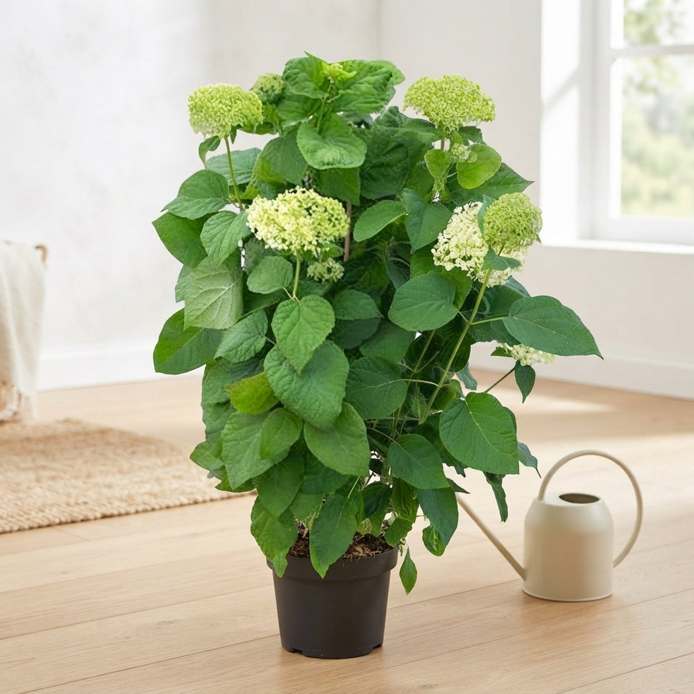 White Hydrangea 'Annabelle' – 32cm Pot, 90cm High