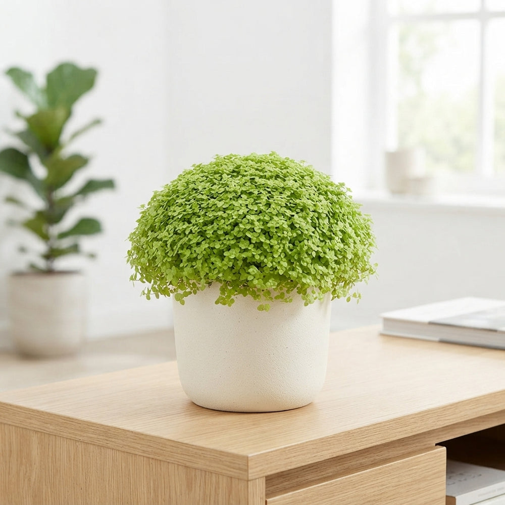 Green Baby’s Tears Plant (Soleirolia soleirolii) – 13cm Pot