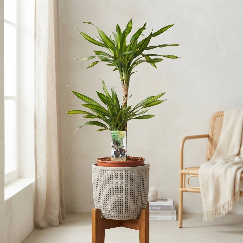 Dracaena Riki Dragon Tree – 21cm Pot, 80cm High