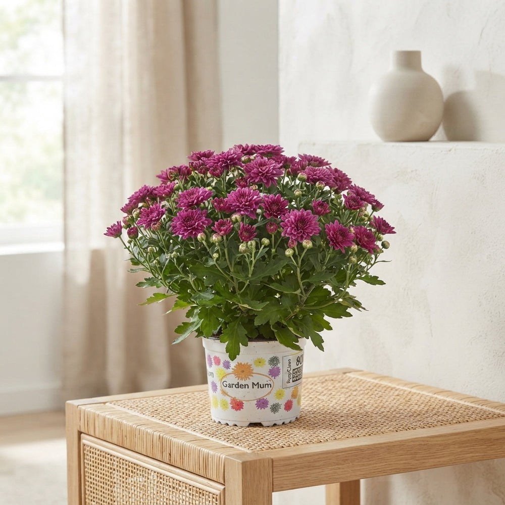 Purple Double Chrysanthemum – 12cm Pot