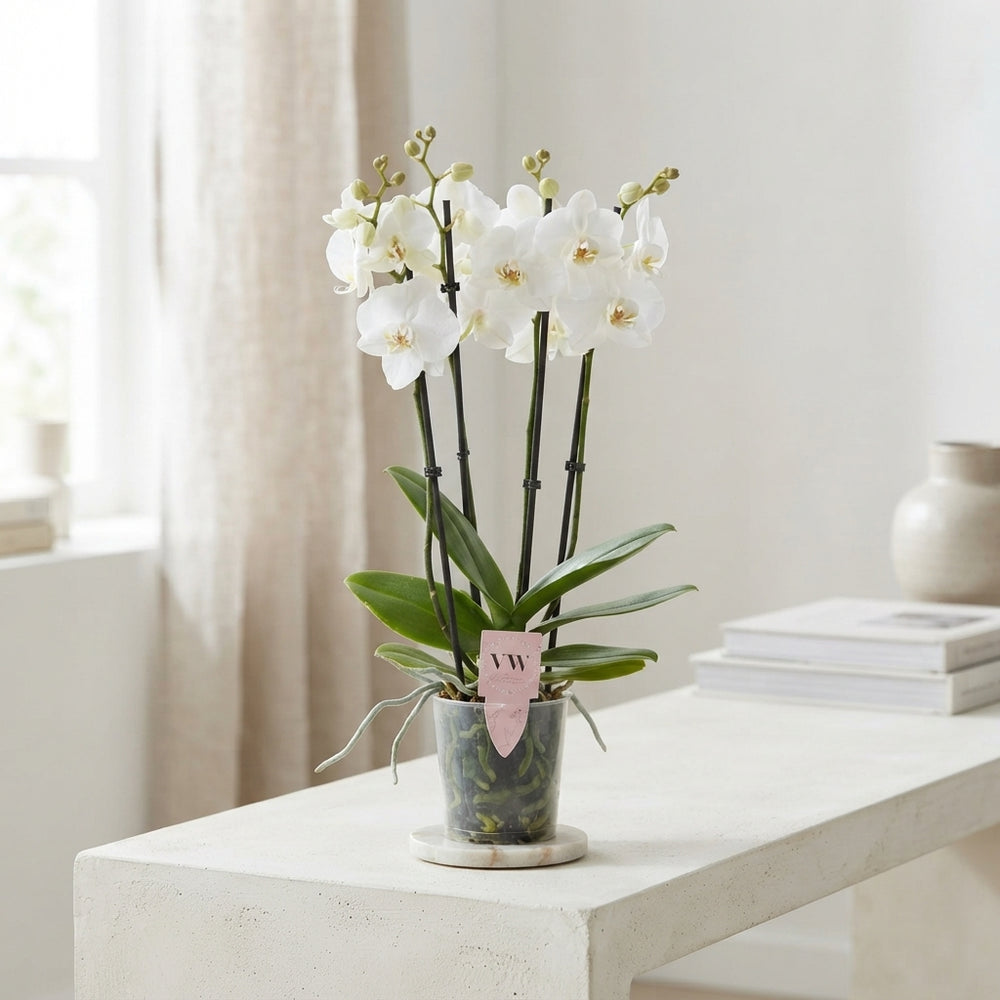 White Phalaenopsis Orchid ‘Inverness’ – 12cm Pot