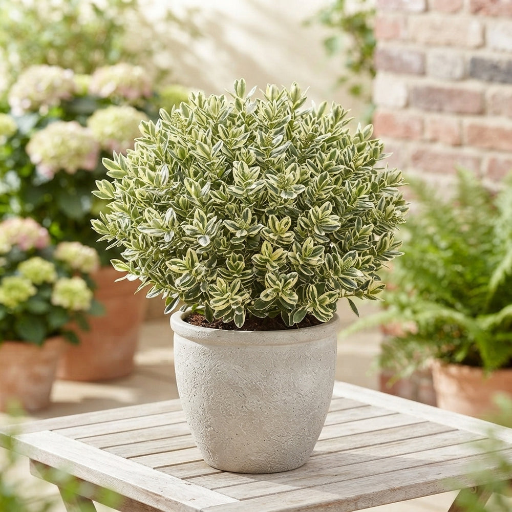 Hebe 'Katrina' – 17cm Pot, Approx. 35cm High