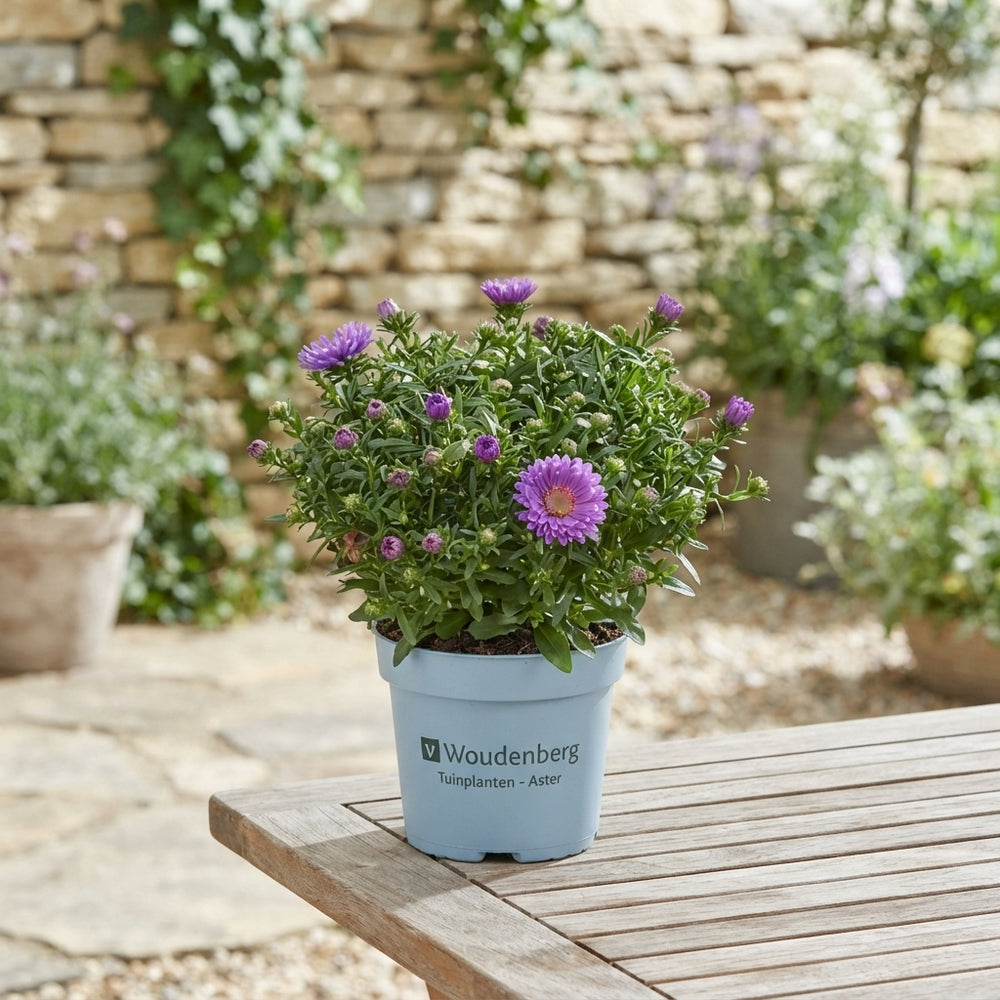 Purple Aster – 17cm Pot, Approx. 40cm High