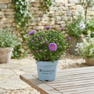 Purple Aster – 17cm Pot, Approx. 40cm High