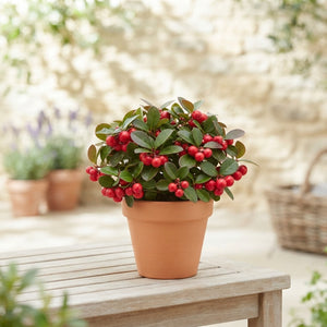 Red Gaultheria 'Red Pearl' – 9cm Pot