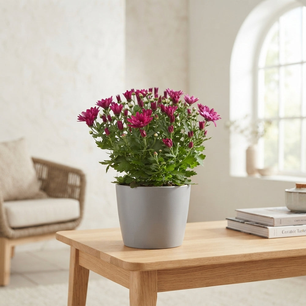 Mixed Chrysanthemum Houseplant – 23cm Pot