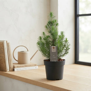 Pinus ‘Silver Crest’ Conifer – 17cm Pot, 47cm High