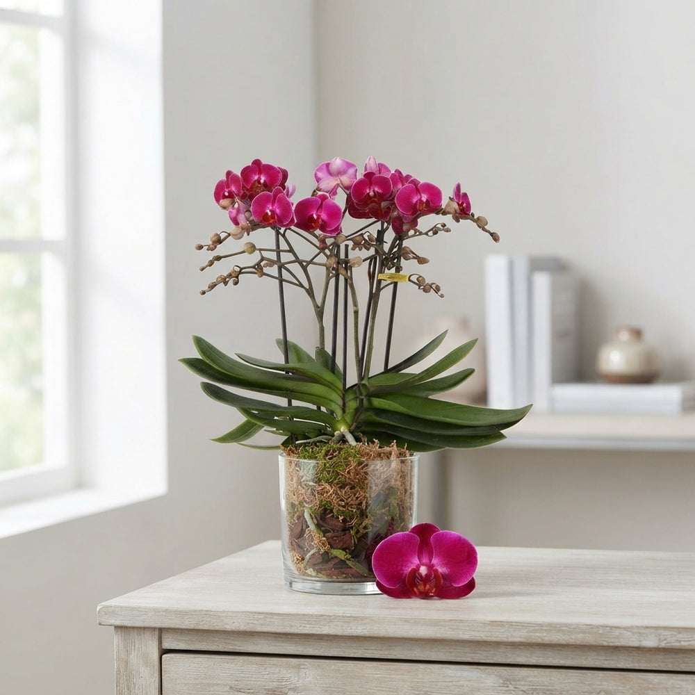 Bellissimo Amore Phalaenopsis Orchid – 15cm Pot
