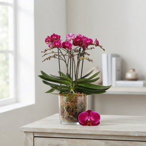 Bellissimo Amore Phalaenopsis Orchid – 15cm Pot