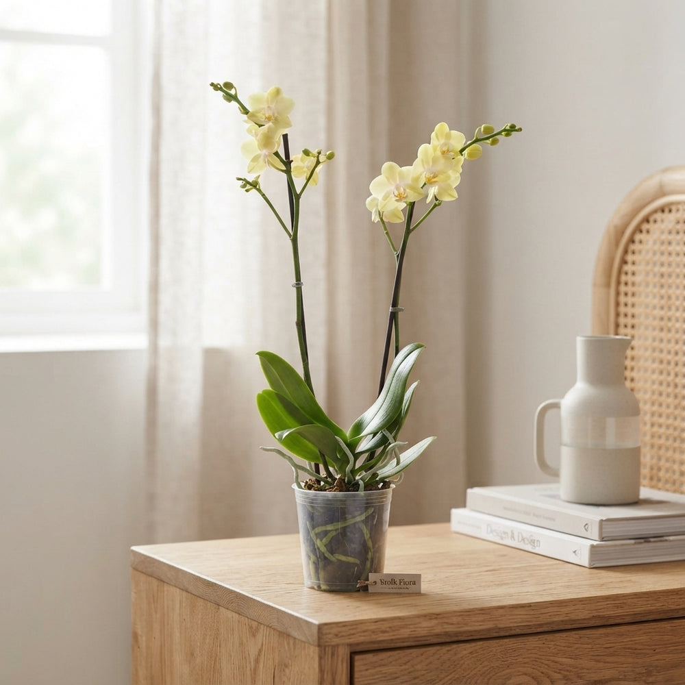 Lemon Phalaenopsis Orchid – 2 Stem, 12cm Pot