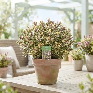 Hebe Tricolor – 17cm Pot, 35cm High