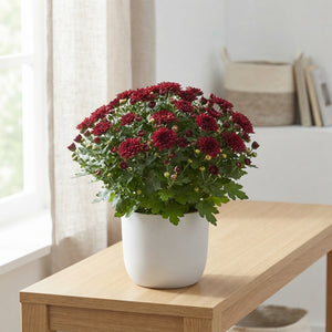 Red Chrysanthemum (Chrysanthemum indicum) – 12cm Pot