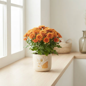 Orange Chrysanthemum (Chrysanthemum indicum) – 12cm Pot
