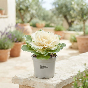 Mixed Ornamental Brassica – 9cm Pot