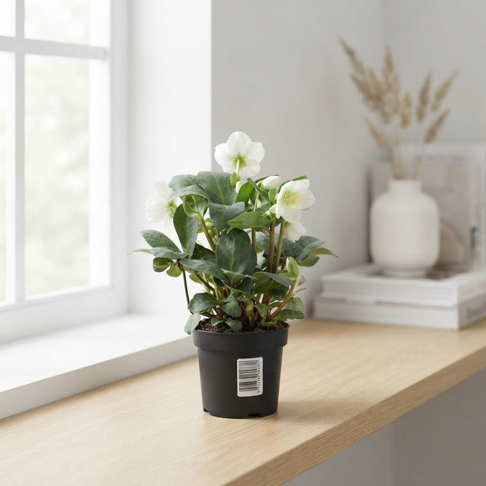 White Hellebore Christmas Carol – 9cm Pot