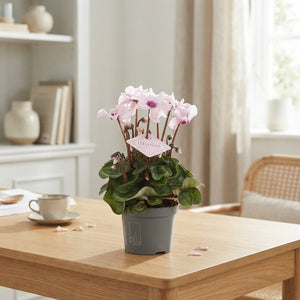 Pink Cyclamen persicum ‘Illusia Light with Eye’ – 9cm Pot