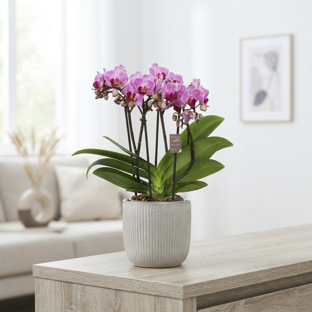Phalaenopsis Orchid ‘Boquetto Delight’ – 12cm Pot
