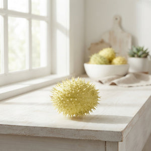 Ornamental Cucumis Mirio Fruit – Green