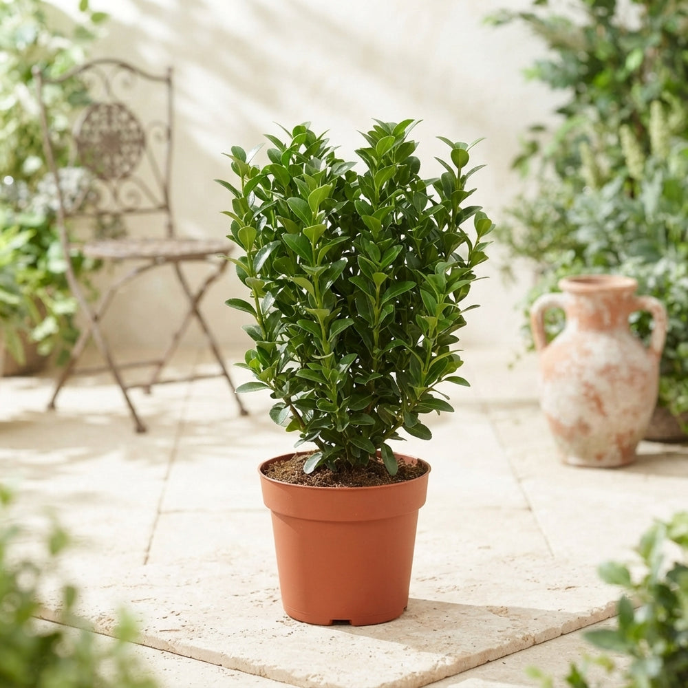 Japanese Spindle Tree (Euonymus japonicus) – 13cm Pot