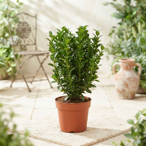 Japanese Spindle Tree (Euonymus japonicus) – 13cm Pot