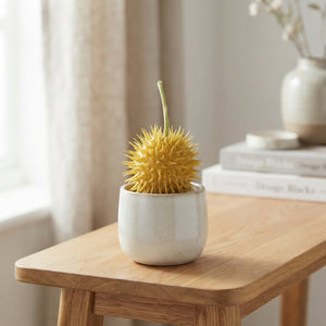 Mixed Autumn Wax Echeveria Plant