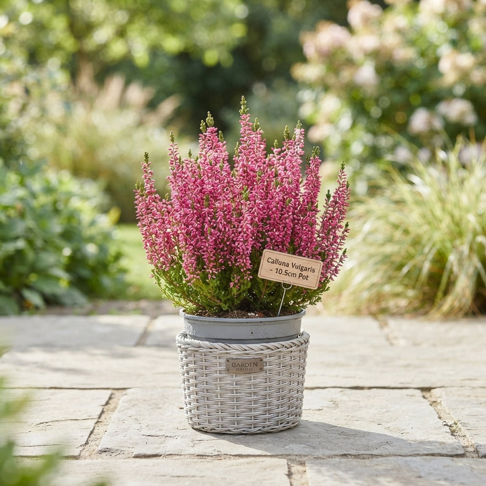 Calluna vulgaris ‘Beauty Ladies Trio Milca Weiss’ – 10.5cm Pot