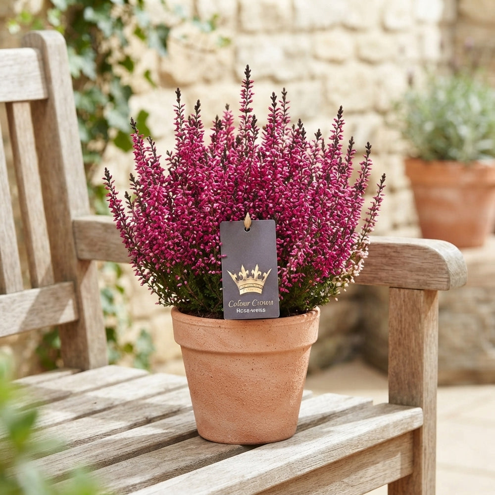 Mixed Calluna vulgaris Heather – 11cm Pot