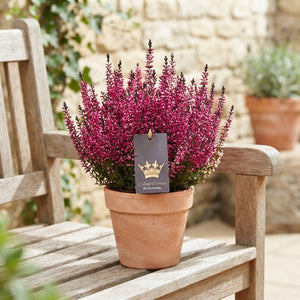 Mixed Calluna vulgaris Heather – 11cm Pot