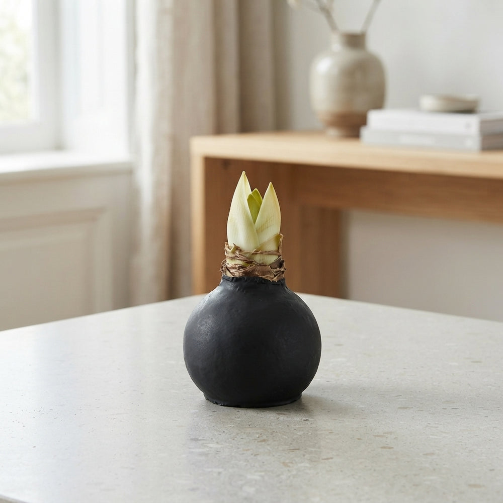 Black Wax Hippeastrum Christmas Decoration – 20cm
