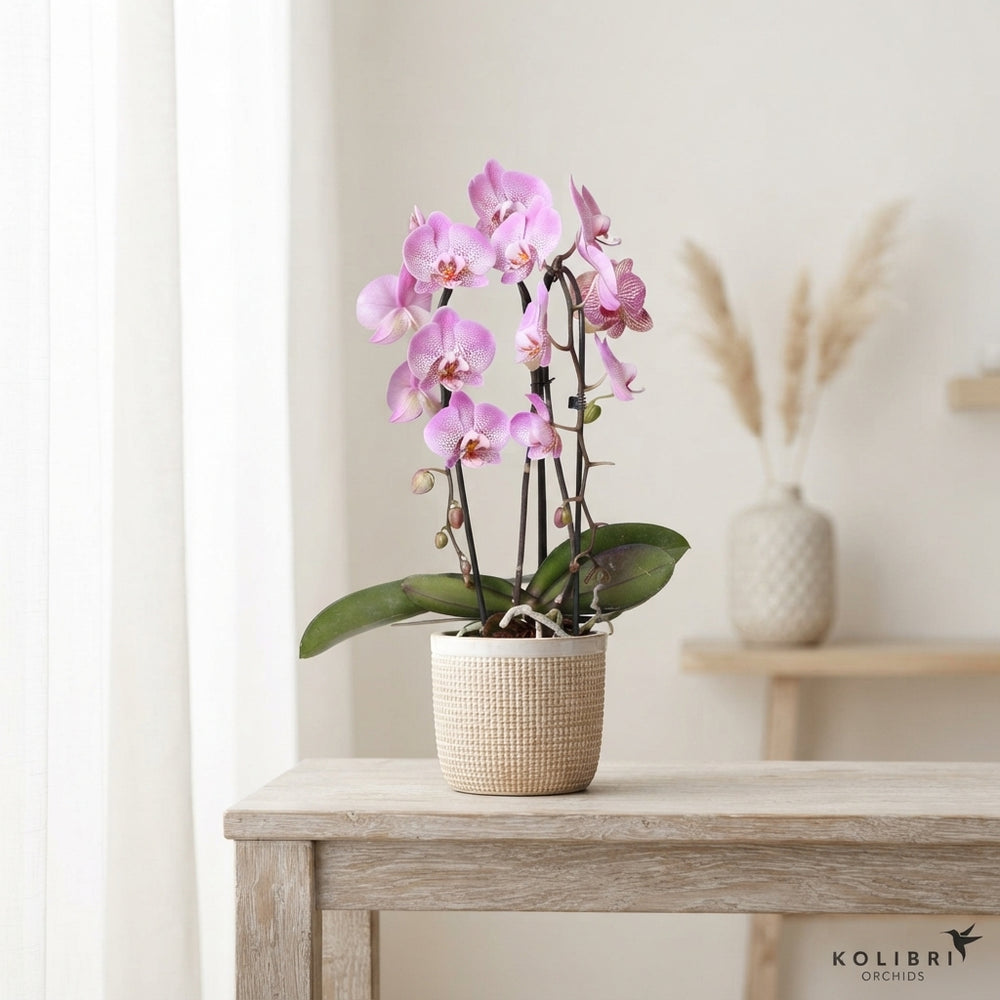 Mixed Phalaenopsis Orchid – 2 Stem, 12cm Pot